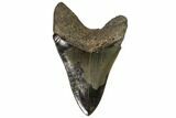 Serrated, Fossil Megalodon Tooth - Georgia #107266-2